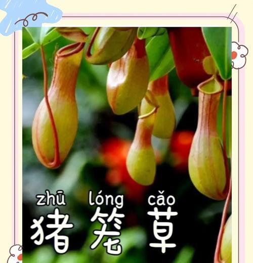 猪笼草的养殖方法是什么？怎样才能长得茂盛？