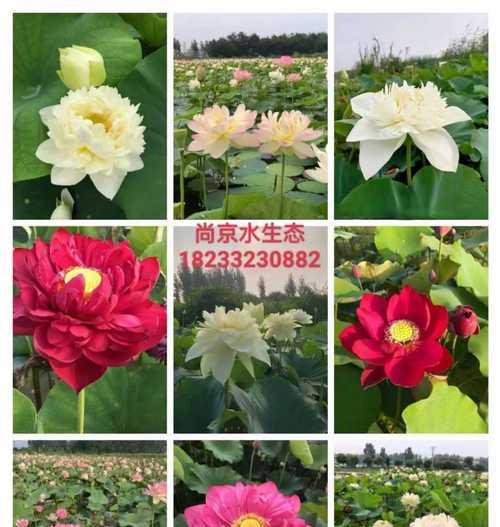 荷花什么时间开花？荷花的花期是多久？