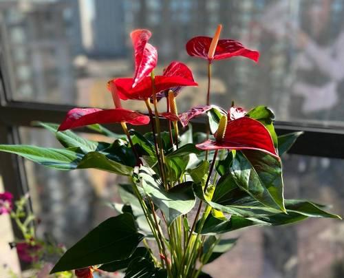 对红不开花的原因是什么？如何促进对红开花？