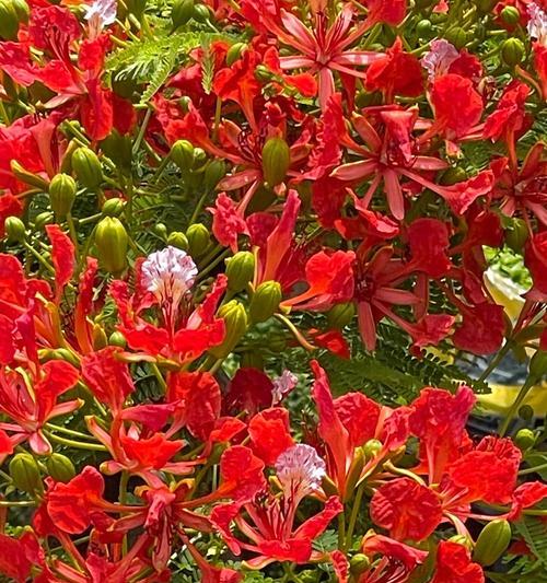 哪种花的花语是只想结婚？它有何特别含义？
