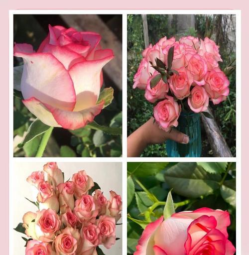 爱莎公主玫瑰有何特别花语？