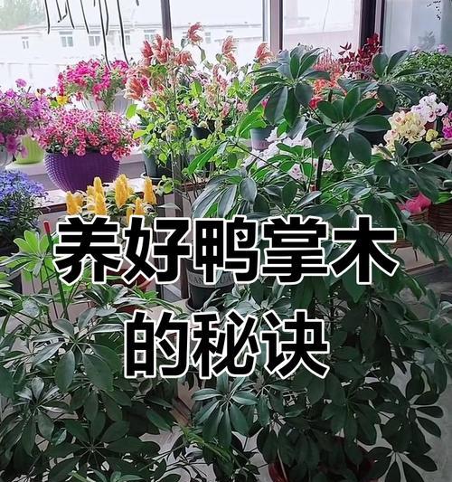鸭掌木扦插的正确步骤是什么？怎样提高成活率？