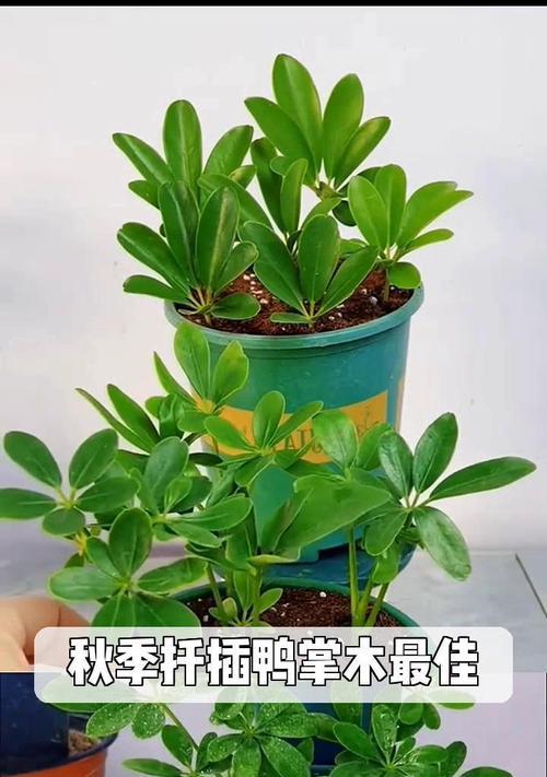 鸭掌木扦插的正确步骤是什么？怎样提高成活率？