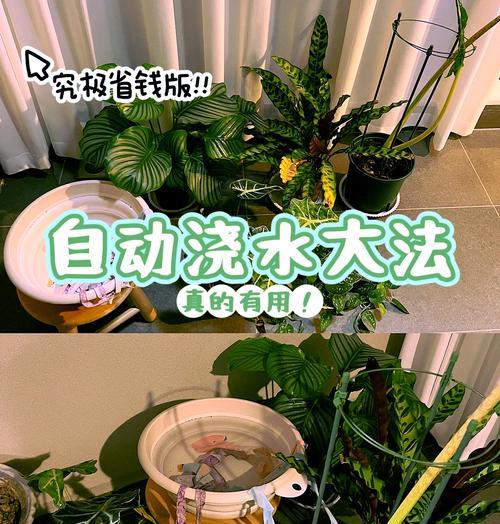 水桶下绿色植物是什么？如何正确养护？