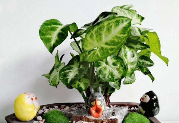 水桶下绿色植物是什么？如何正确养护？