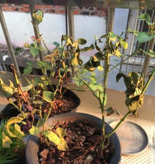 水桶下绿色植物是什么？如何正确养护？
