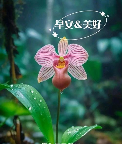 哪种花的花语是美丽贤良？
