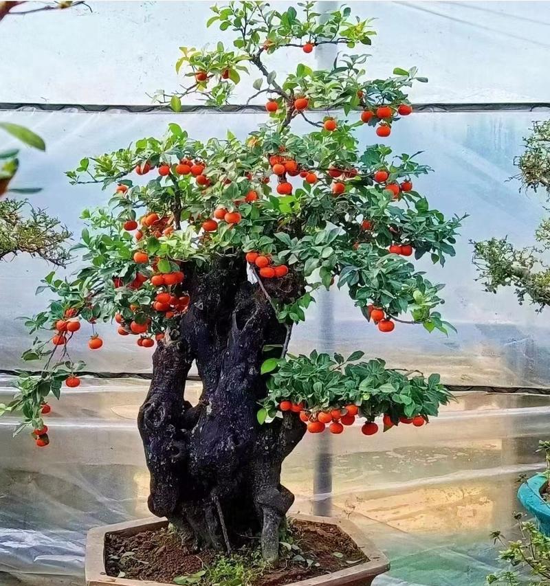 云南有哪些特色盆景树种？云南盆景树种的选择指南？