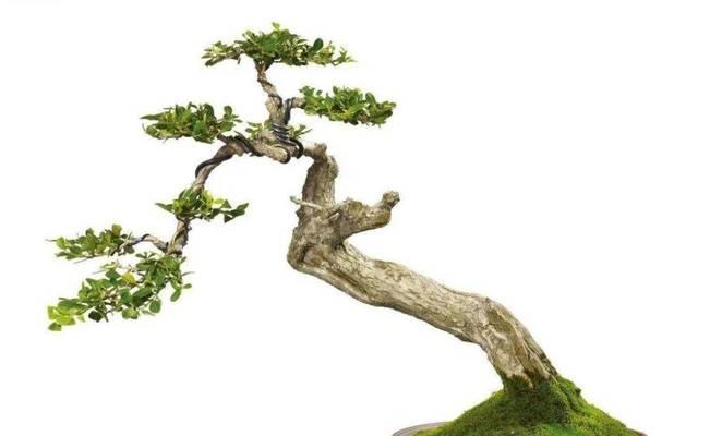 云南有哪些特色盆景树种？云南盆景树种的选择指南？