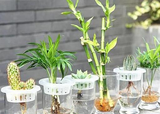 水植物盆栽的养殖技巧有哪些？如何处理水植物的常见问题？