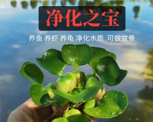 水植物盆栽的养殖技巧有哪些？如何处理水植物的常见问题？