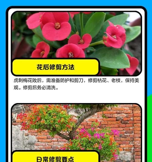 虎刺梅嫁接蟹爪兰的方法是什么？需要注意什么？