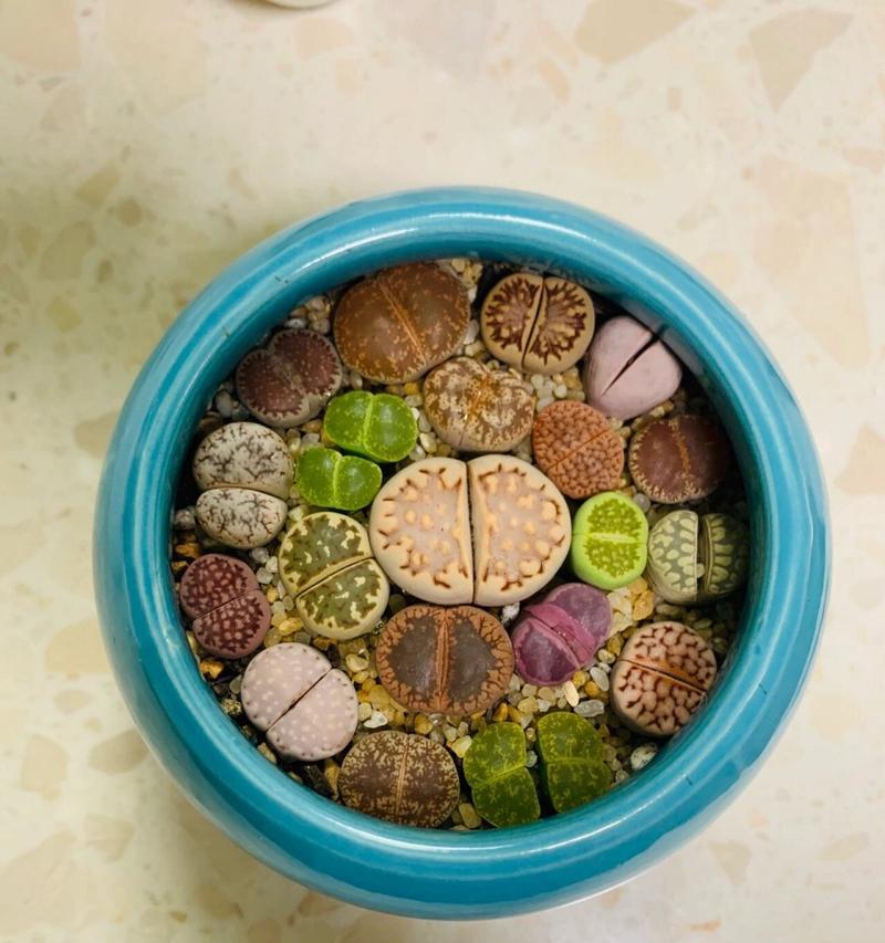 石生花的开花时间是什么时候？