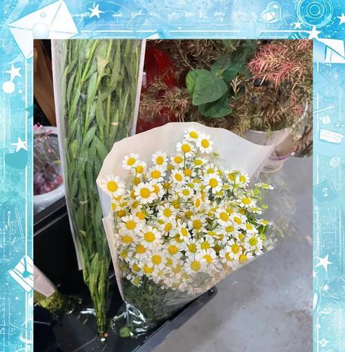 东洋菊的花语寓意是什么？东洋菊代表什么？