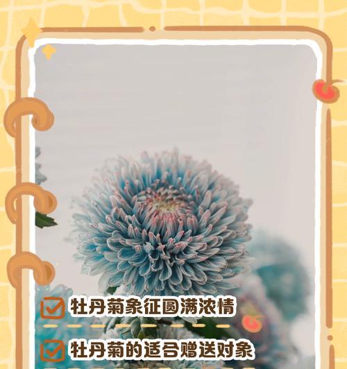 东洋菊的花语寓意是什么？东洋菊代表什么？