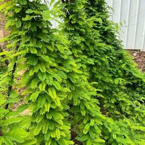 功夫鸡植物的花语是什么？功夫鸡植物象征着什么？