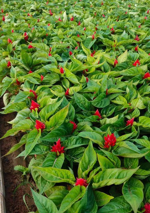 功夫鸡植物的花语是什么？功夫鸡植物象征着什么？