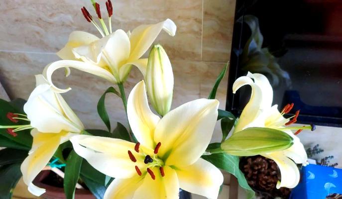 清纯和纯洁的花语是什么？哪种花象征着纯洁无暇？