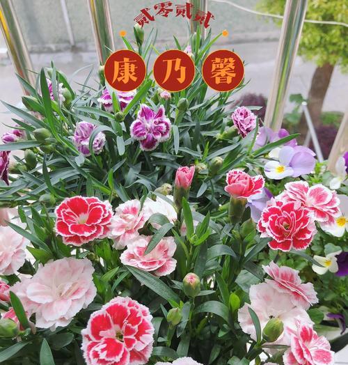 康乃馨种植的步骤是什么？如何确保其良好生长？