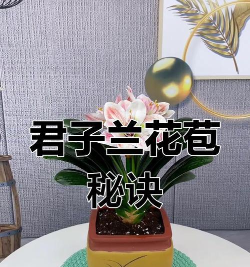 君子兰不开花怎么办？如何养君子兰才能开花？