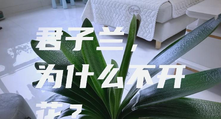 君子兰不开花怎么办？如何养君子兰才能开花？