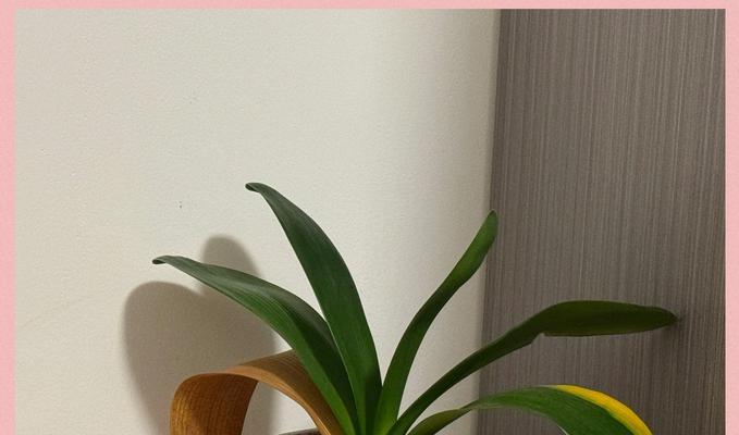 君子兰不开花怎么办？如何养君子兰才能开花？