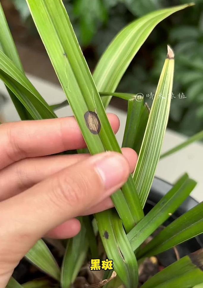 花叶出现黑斑是什么原因？如何防治？