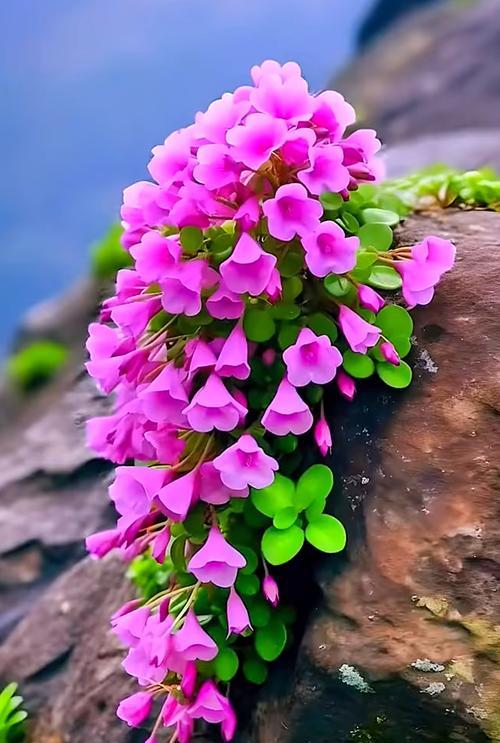 什么花的花语代表孤独？如何用花表达寂寞？