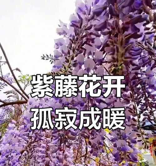 什么花的花语代表孤独？如何用花表达寂寞？