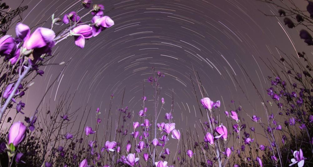 星空花语代表的纯真含义是什么？