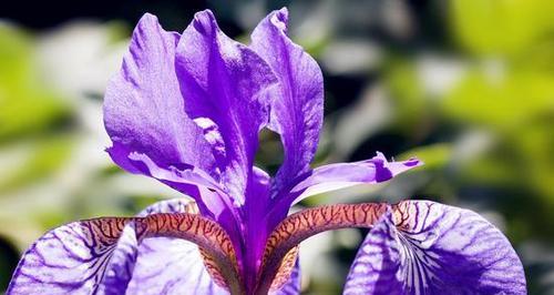 淡紫色的花有哪些特别的花语？