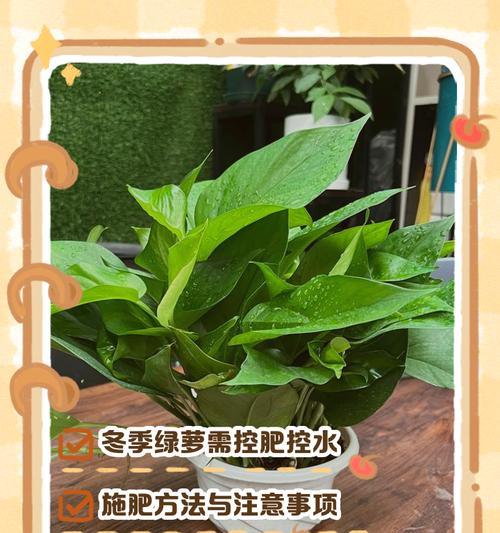 夏天绿萝浇水需要注意什么？6月份绿萝的正确浇水方法是什么？