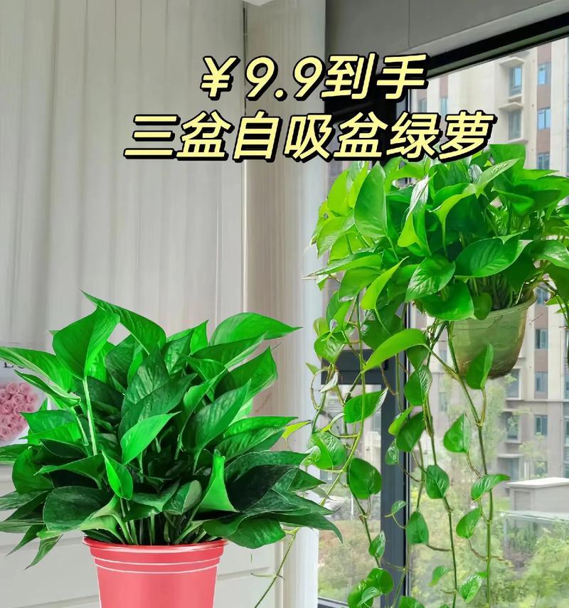 夏天绿萝浇水需要注意什么？6月份绿萝的正确浇水方法是什么？