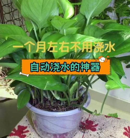夏天绿萝浇水需要注意什么？6月份绿萝的正确浇水方法是什么？