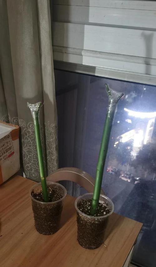 光棍树的繁殖方法是什么？怎样提高其成活率？