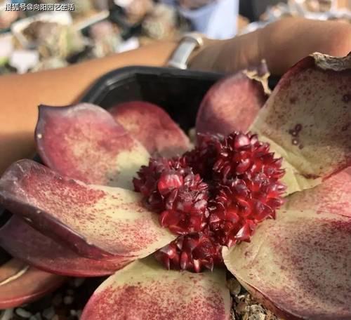 多肉植物徒长后如何正确砍头？砍头后多肉如何恢复？