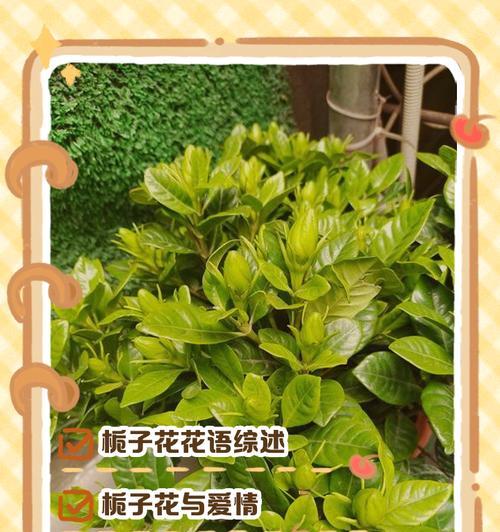 王燕老师在其作品中传达了哪些花语？