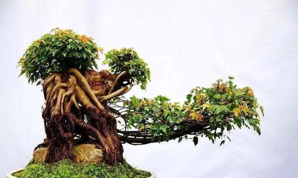 盆景使用叶绿素和多效唑哪个更有效？如何选择？