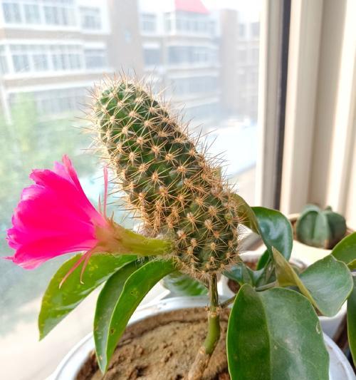 为什么我的仙人球养了十年才开花呢？仙人球开花的条件是什么？