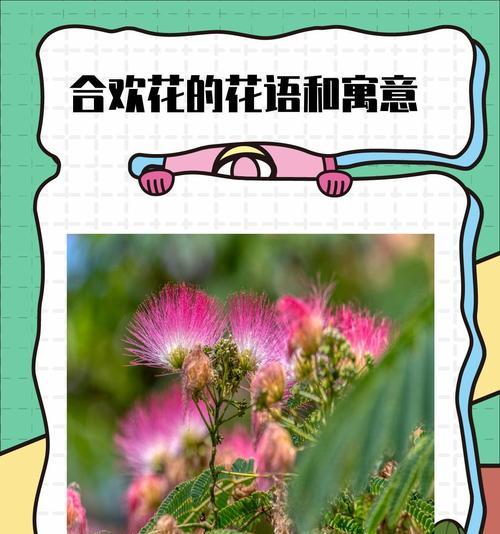 玉髓花的花语和寓意是什么？