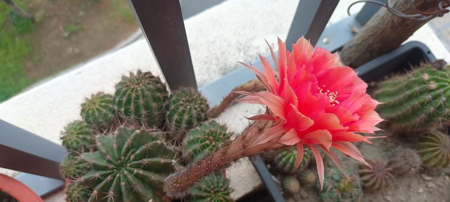 为什么我的仙人球养了十年才开花呢？仙人球开花的条件是什么？