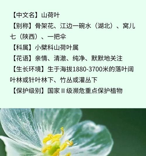 爱护自己的花语有哪些含义？