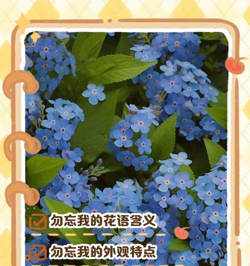 苍月草花语是什么blue？苍月草的蓝色花语有何深意？