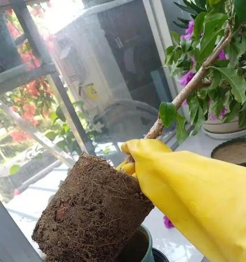 三角梅土壤配置推荐哪种河沙？如何正确配制？