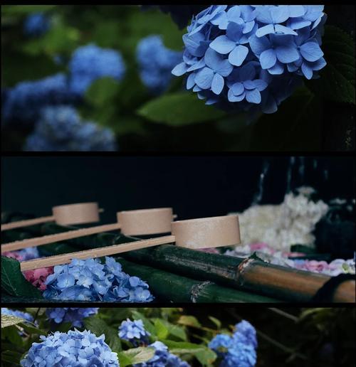 哪种花的花语代表残念？残念的花语有何含义？
