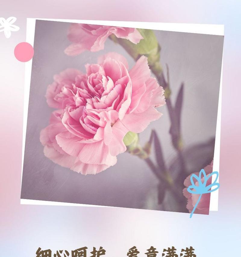哪种花代表细心善良谨慎忠诚？花语有哪些含义？