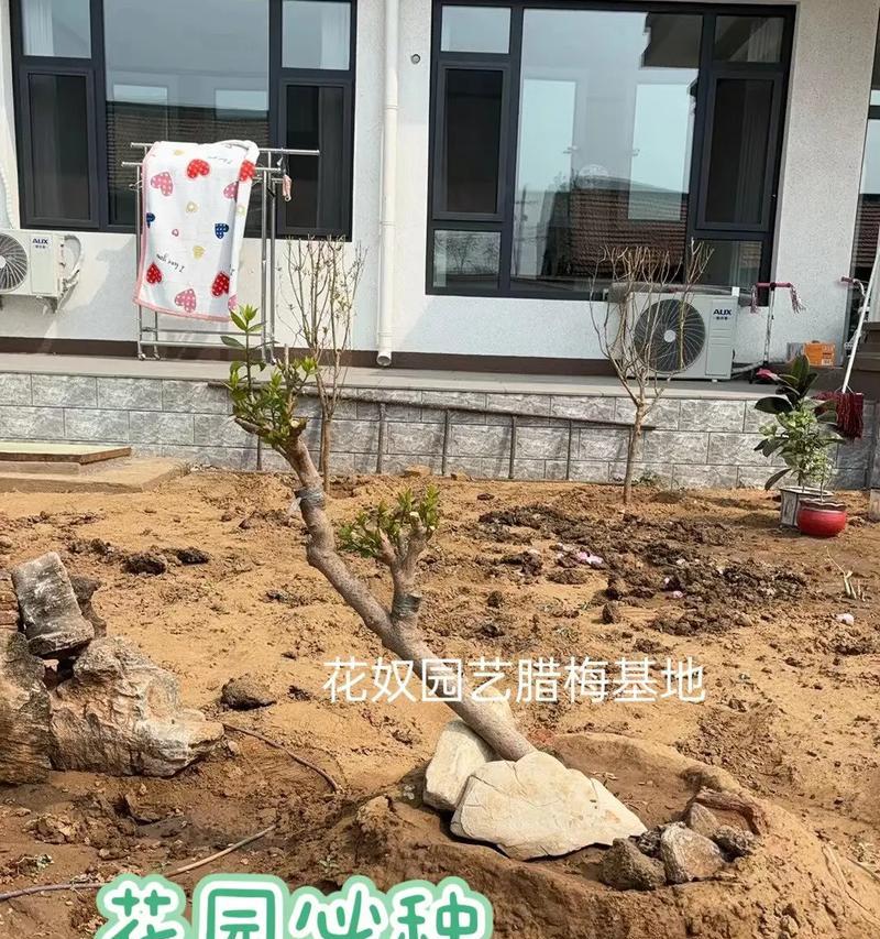 腊梅的种植技巧有哪些？种植过程中应注意什么？