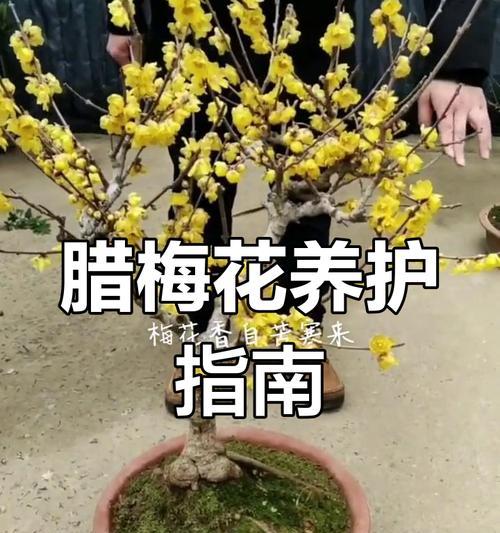 腊梅的种植技巧有哪些？种植过程中应注意什么？