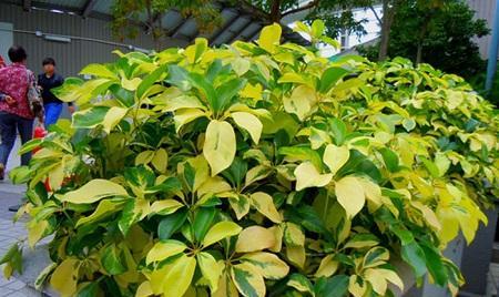鹅掌木的施肥方法是什么？如何根据季节调整施肥？