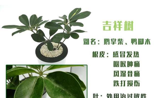 鹅掌木的施肥方法是什么？如何根据季节调整施肥？